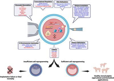 Enhancement of Chromatin and Epigenetic Reprogramming in Porcine SCNT Embryos—Progresses and Perspectives